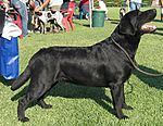 A black Labrador Retriever at a conformation show