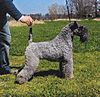 Kerry Blue Terrier.jpg