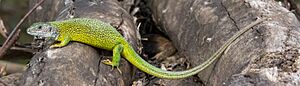 Lacerta viridis - female 01.JPG