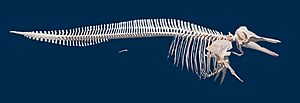 Lagenorhynchus albirostris - skeleton