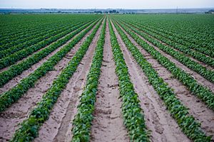 Lower Arkansas Valley Agriculture