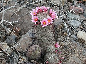 Mammilaria grahamii.jpg