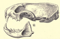 Mustelatropicalisskull