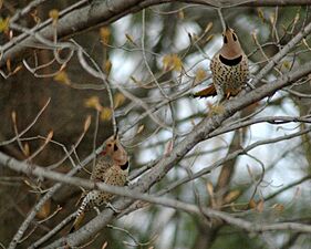 Northern-flicker-males-territorial-display