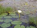 Nymphaea caerulea 01