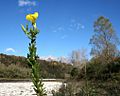 Oenothera biennis ENBLA02