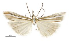 Orocrambus lewisi male.jpg