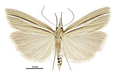 Orocrambus simplex male.jpg