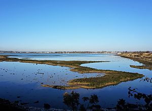 Oyster beds in Hayling Island 1