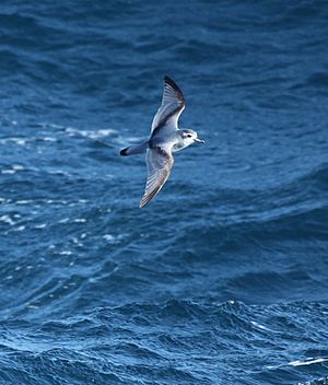 Pachyptila desolata -South Atlantic -flying-8.jpg