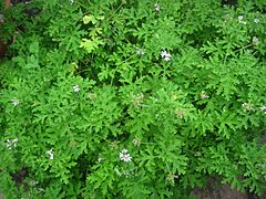 Pelargonium 'Mint Rose'