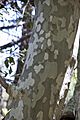 Platanus wrightii bark