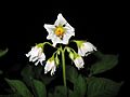 Potato flowers-red norland.jpg