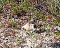 Semipalmated Plover, broken wing display