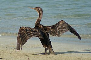 Socotra Cormorant.jpg