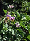 Solanum tuberosum Linzer Rose (03).jpg