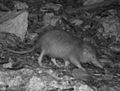 Solenodon jun 09 0061 crop