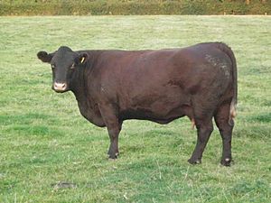 Sussex cow