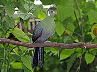 White-cheeked Turaco RWD2