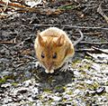 Woodmouse Gunnersbury Triangle