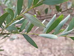 Acacia prominens IMG 20171005 140324