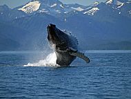 Adult Humpback Whale breaching