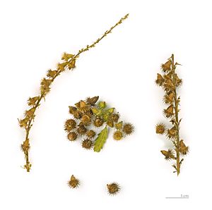 Agrimonia eupatoria MHNT.BOT.2004.0