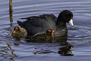 American-coot-casey-klebba.jpg