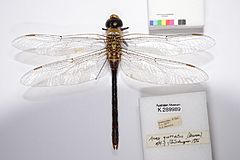 Anax guttatus female (13389411724)