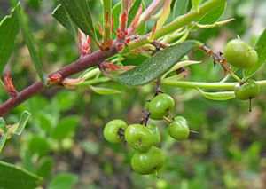 Arctostaphylosstanfordiana.jpg