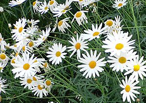 Argyranthemum frutescens cv Vera 2