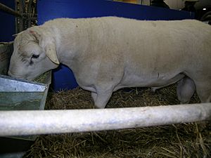 Australian White ram