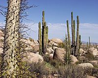 Baja California Desert