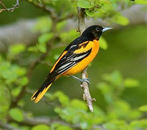 Baltimore Oriole- dorsum