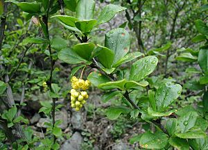 Berberis-vulgaris-flowers