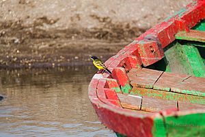 Black-headed wagtail (M. f. feldegg)