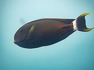 Blackspine surgeonfish (Acanthurus fowleri) (32837211697).jpg