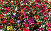 Blossoming flowers, Christchurch Botanic Gardens, New Zealand 32