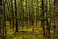 Bosque junto al glaciar Davidson, Haines, Alaska, Estados Unidos, 2017-08-18, DD 51