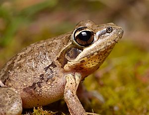 Broad-palmed Frog (Litoria latopalmata) (22477785383).jpg