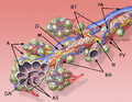 Bronchial anatomy with description