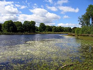 Brown Moss Nature Reserve, Shropshire