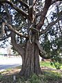 Calocedrus decurrens Incense Cedar