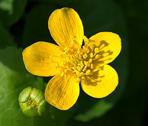 Caltha palustris (navadna kalužnica)