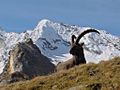 Capra ibex gran paradiso