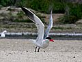 Caspian Tern takeoff RWD