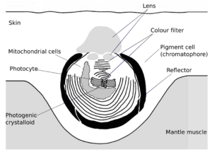 Cephalopod photophore structu