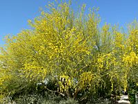 Cercidium floridum whole.jpg