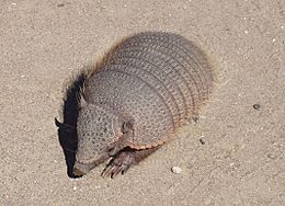 Chubut-PeninsulaValdes-Armadillo-TatuCarreta-P2230729b