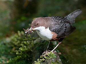 Cinclus cinclus -Kirkcudbright, Scotland-8.jpg